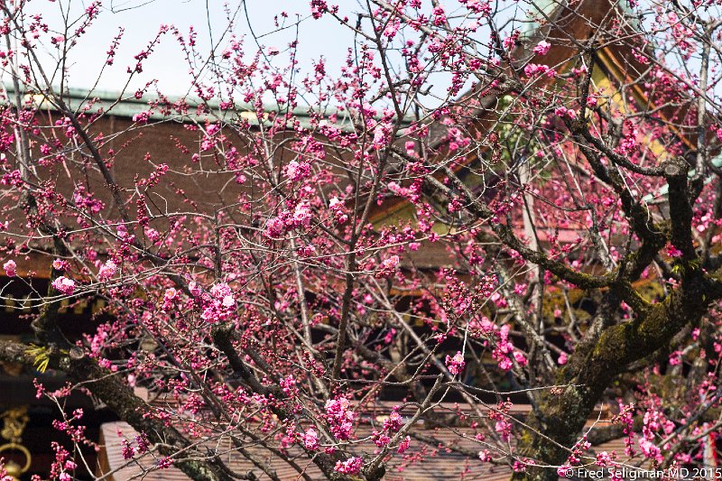 20150313_140408 D4S.jpg - Plum blossoms at Kitano Tenman-gu shrine, Kyoto
